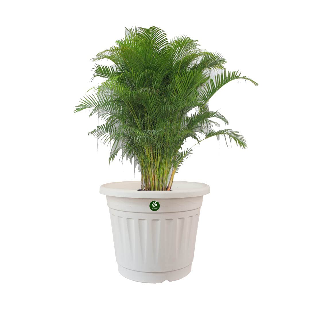 See full amazon price history chart for SAI Agro 12 INCH Flower Pot Pack of 5 / Indoor and Outdoor USE Pot / 12INCH White Pot/Plant Container/PLANTERS White Colour Pot SAI Agro 12 INCH Flower Pot Pack of 5 / Indoor and Outdoor USE Pot / 12INCH White Pot/Plant Container/PLANTERS White Colour Pot (B0C3Z8KSKM) Amazon Price History, Amazon Price Tracker