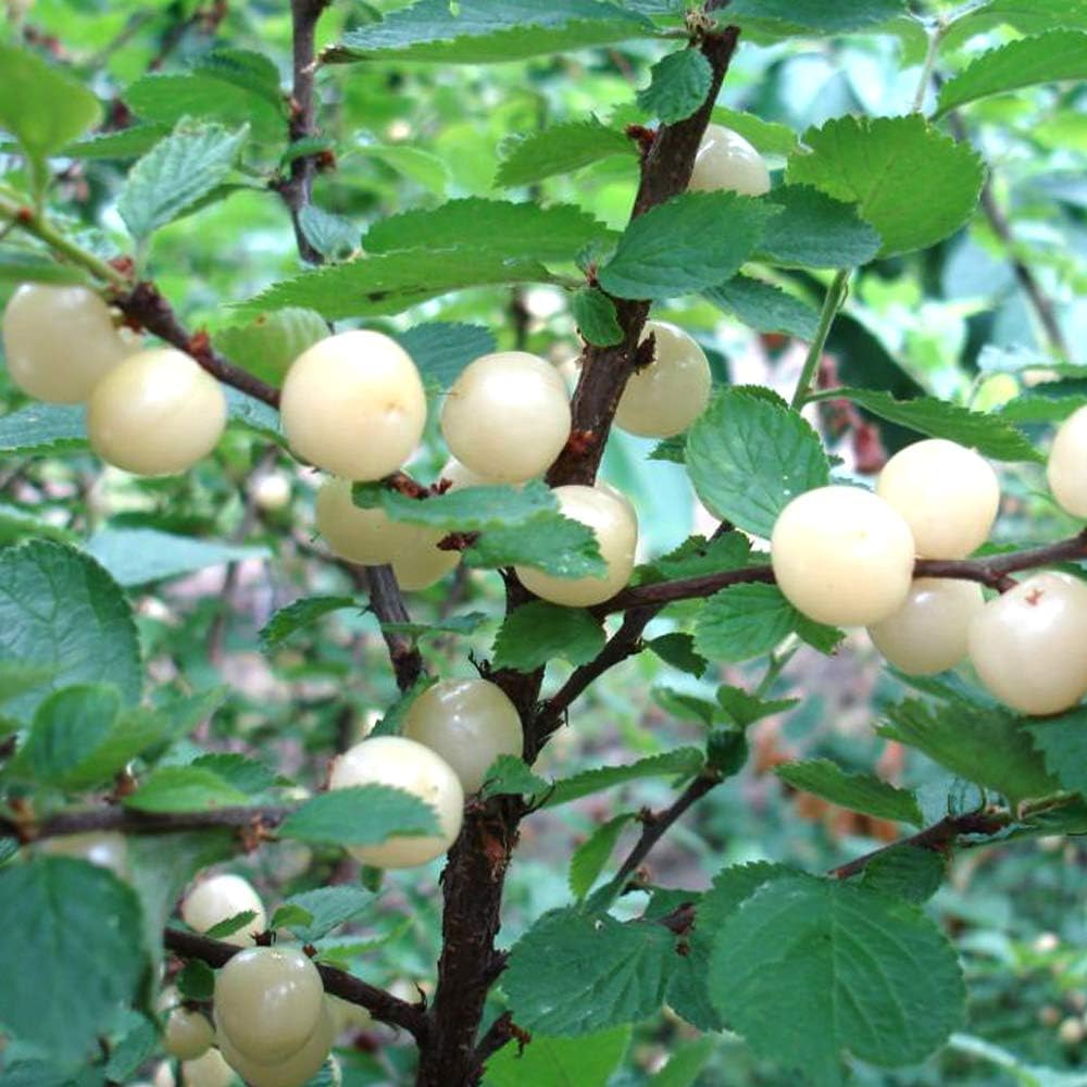 Amazon Co Jp ユスラウメの苗木 白実 品種で選べる果樹苗木 2年生 接木苗 15cmポット 平均樹高 60cm 1個 ポット植えなのでほぼ年中植付け可能 桜の季節に白 ピンク色の花が咲き 6月頃に実が楽しめます 酸味が少なくほんのり甘い実は サクランボに似た味がします