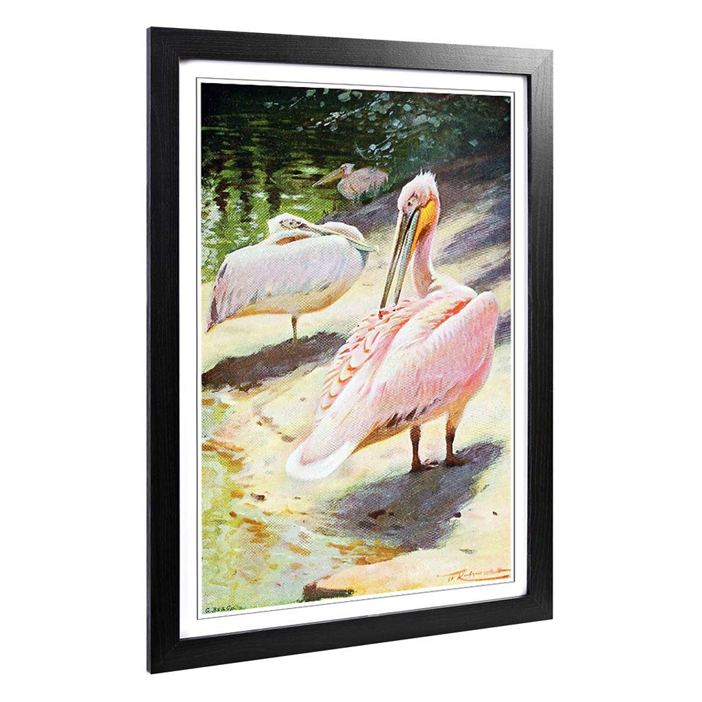 Big Box Art Framed Print of Vintage W Kuhnert Pelican Design | Wall Art Picture | Home Decor for Kitchen, Living, Dining Room, Bedroom, Hallway, Office, Black, A2 / 24.5x18 Inch / 62x45cm