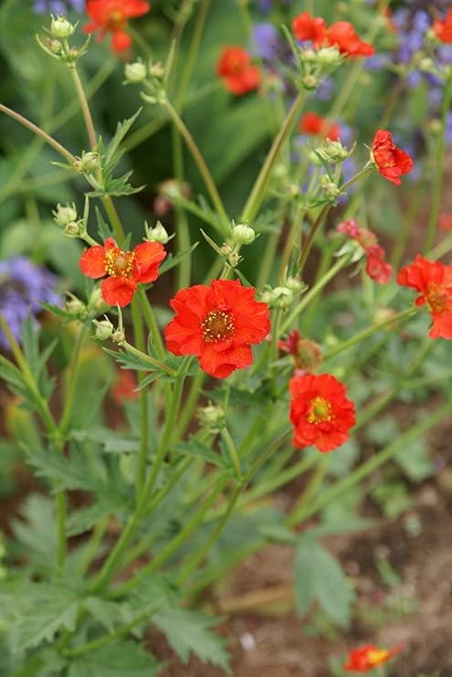 Amazon 宿根草 苗 ゲウム ファイヤーボール バラに合う ９ｃｍロングポット 花