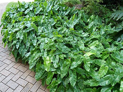 Philodendron Burle Marx growing as a dense groundcover in a garden