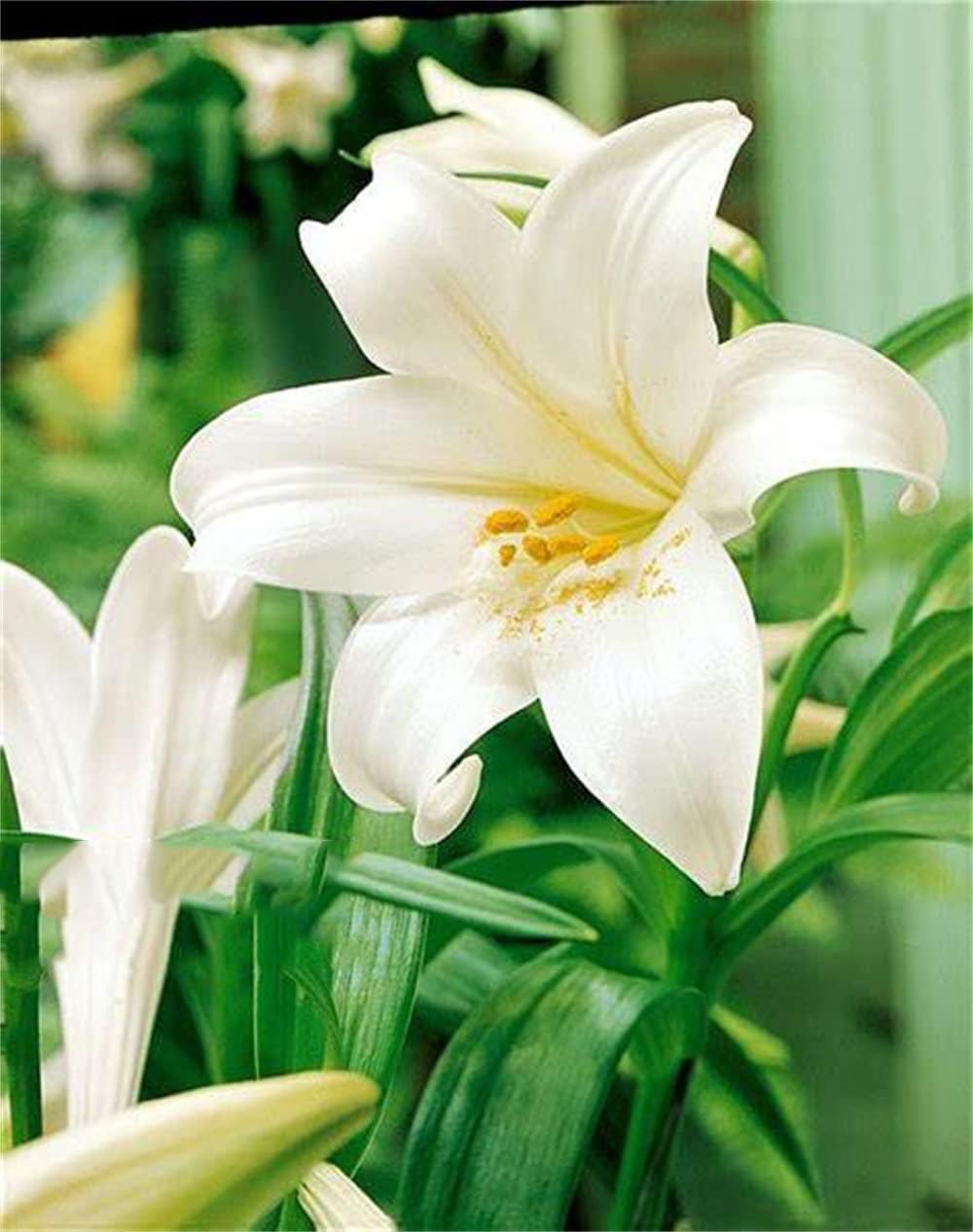 Lilien zwiebeln winterhart/Beliebte seltene Blumen/lilium blumen/Lilien