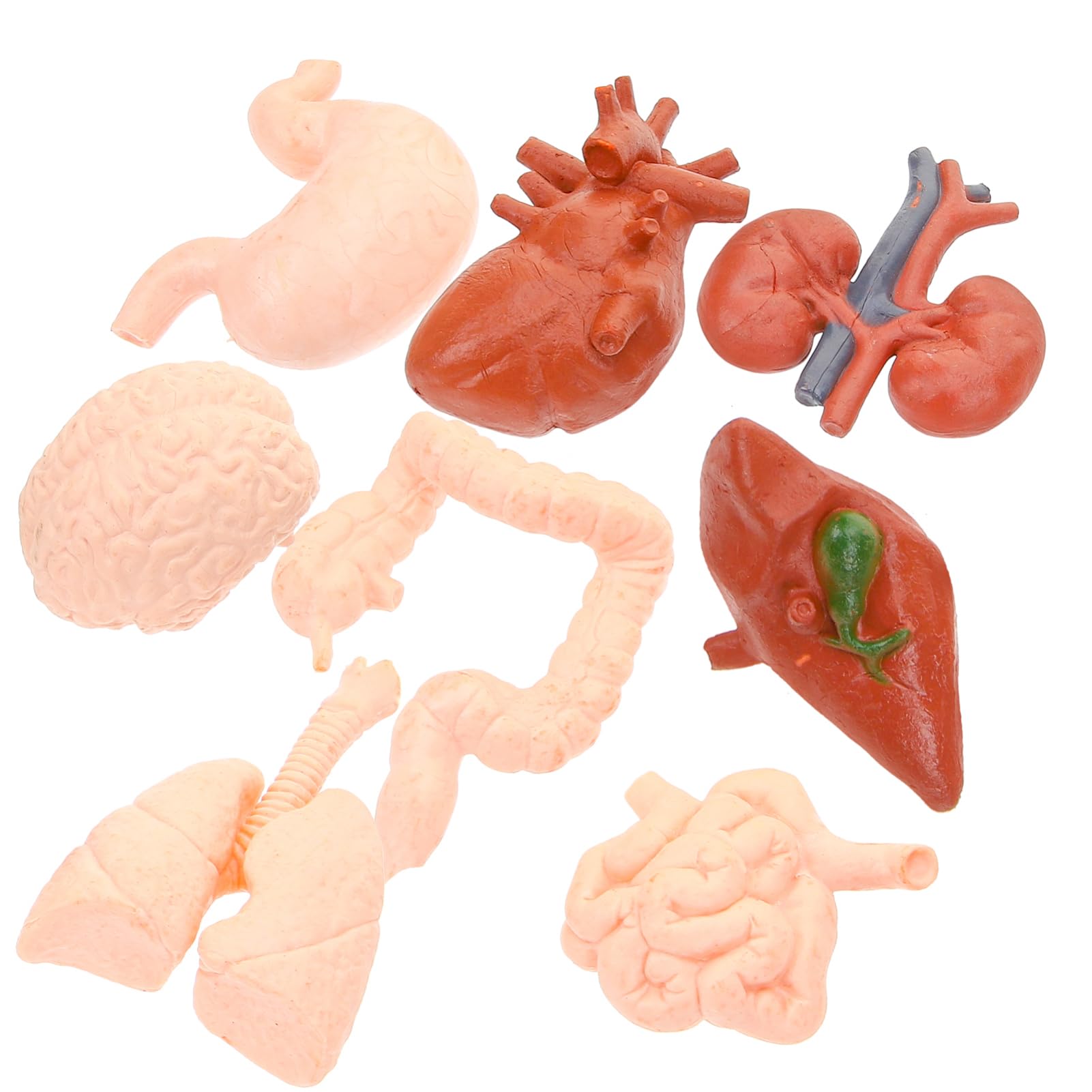 Unomor Teaching Model 8pcs Human Organ Models Set Brain Lung Liver Heart Stomach Kidney for Boys and Girls and Doctors Education