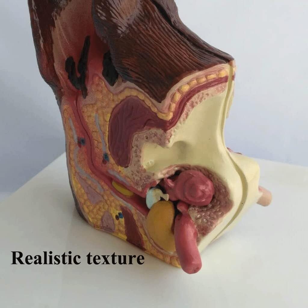 Dog Ear Anatomical Model, Skeleton Model Anatomical Model, Organ Model