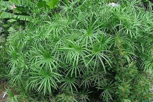 250 Seeds - Tropical Aquatic Plants - Sedge Grass (Cyperus alternifolius syn. Cyperus involucratus)