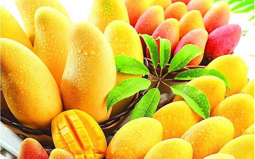 Image of Combo 2 Alphonso Mango Tree Hybrid Amba Mango Plant Grafted King Of Fruits