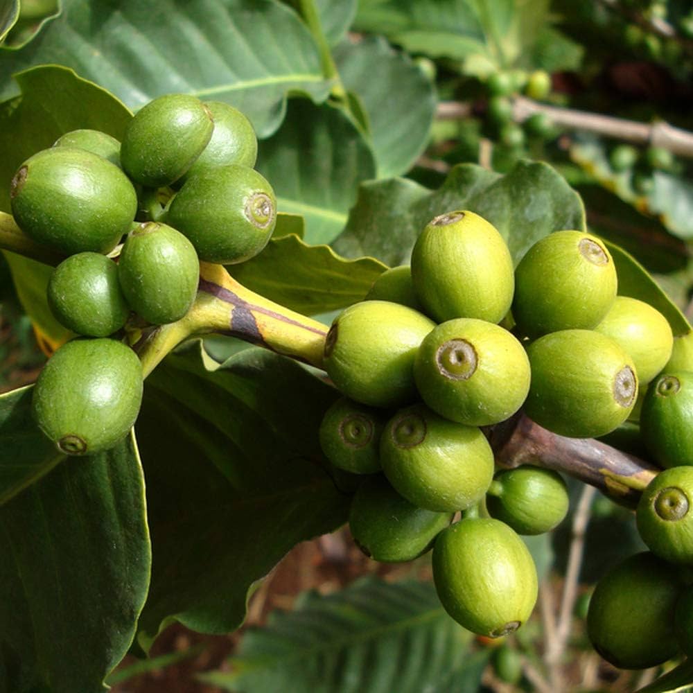 Amazon|ITANSE コーヒーの木(コーヒーノキ) 【果樹苗 9cmポット Amazon|ITANSE コーヒーの木(コーヒーノキ) 【果樹苗 9cmポット