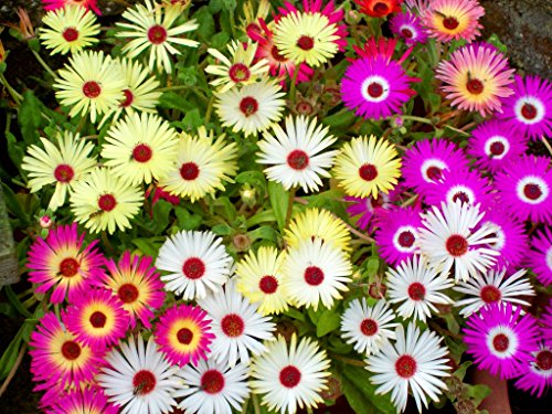 Mesembryanthemum Ice Plant Flower Seeds Very Showy Tropical Electrifying Daisy Like Flowers By Vsquare Retail Amazon In Home Kitchen