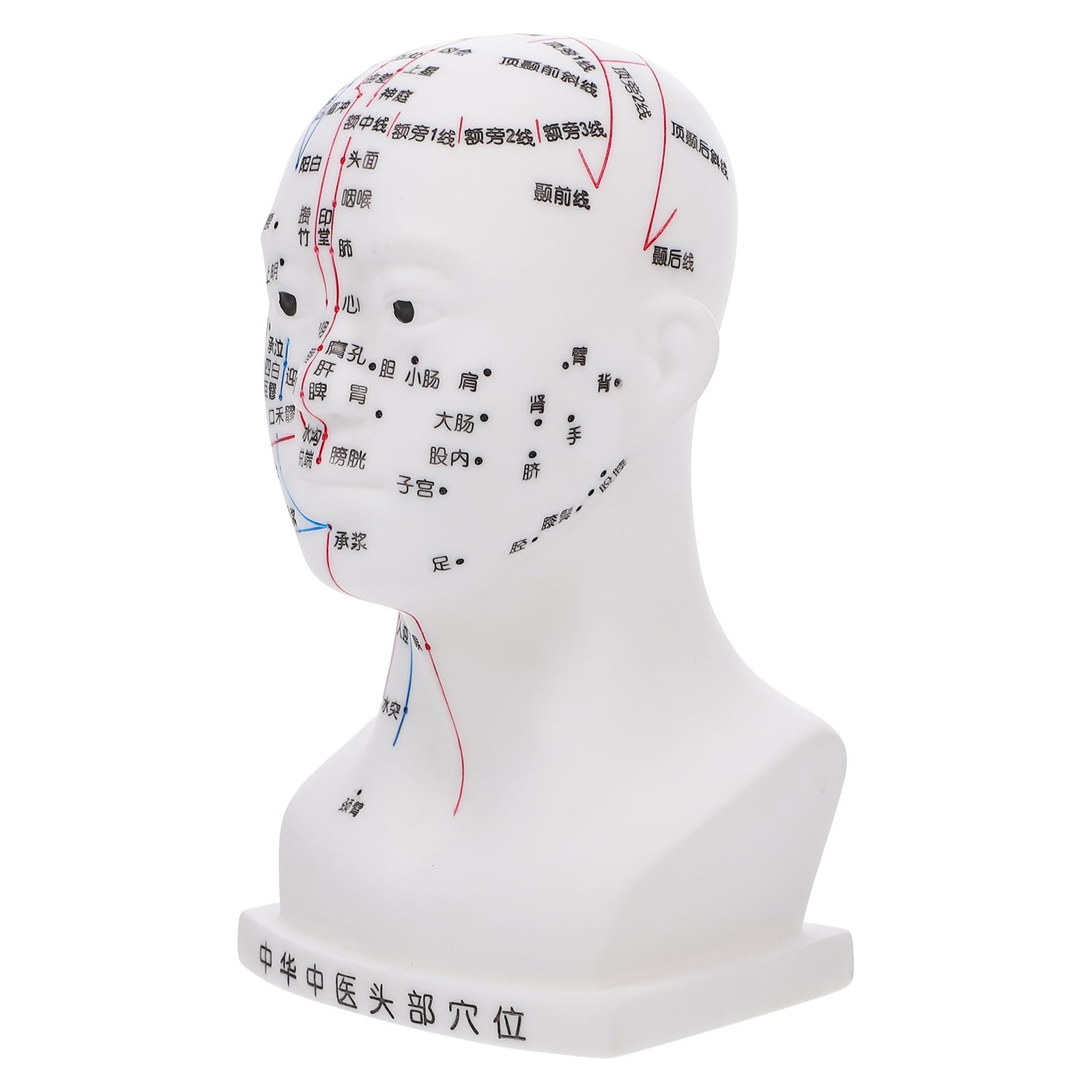 Medizinisches 20cm Akupunkturkopfmodell aus Pvc Modell Kopfmassage mit Ergonomischem Design als Lehrhilfe für Gesundheitsdemonstrationen im Klassenzimmer