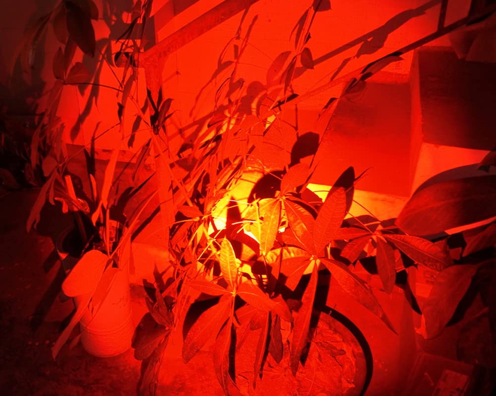 WONDSUNSON 2X Red Light Pen Type Penlight Flashlight One Mode Red Light Flashlight for Camping Hiking Animal Protecting Beekeeping Detecting Astronomy Aviation Night Vision