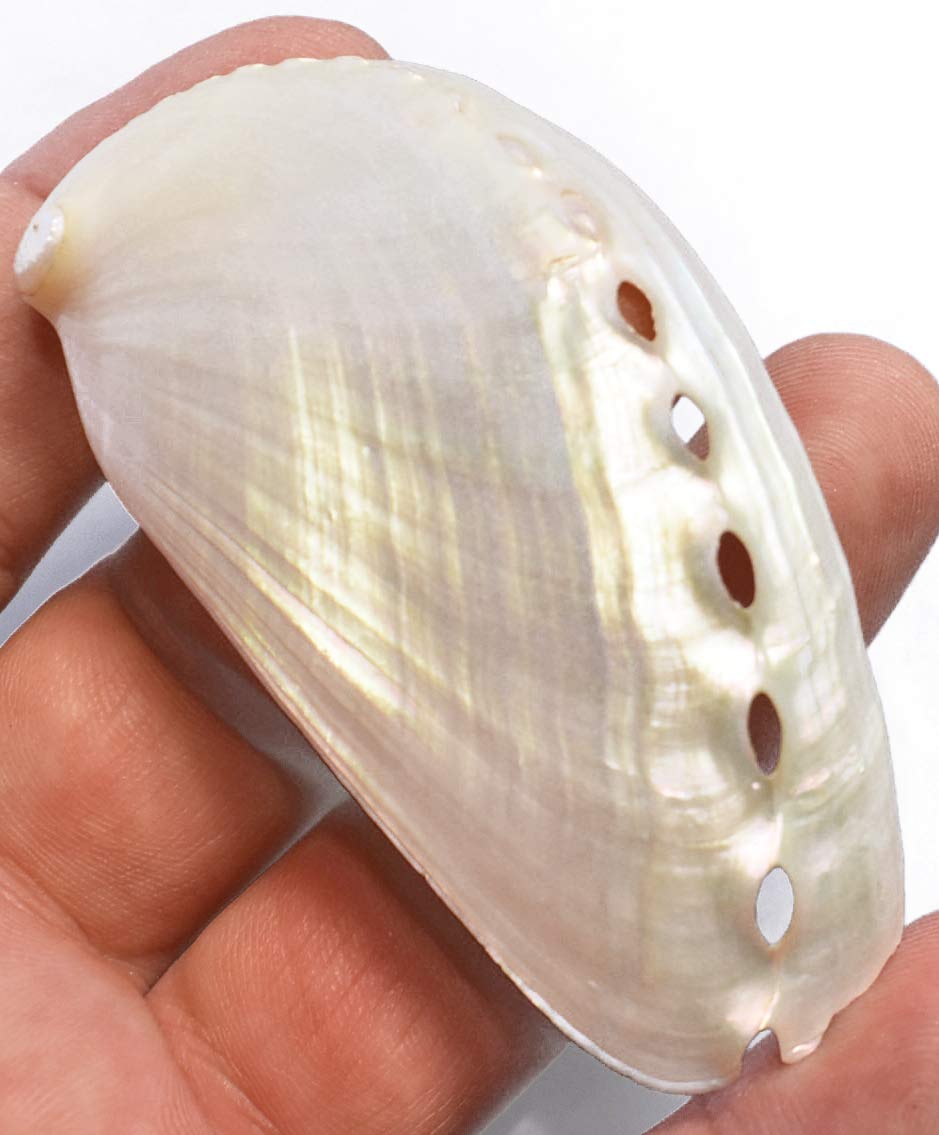 6 Extra Large Pearl Abalone Shells 3