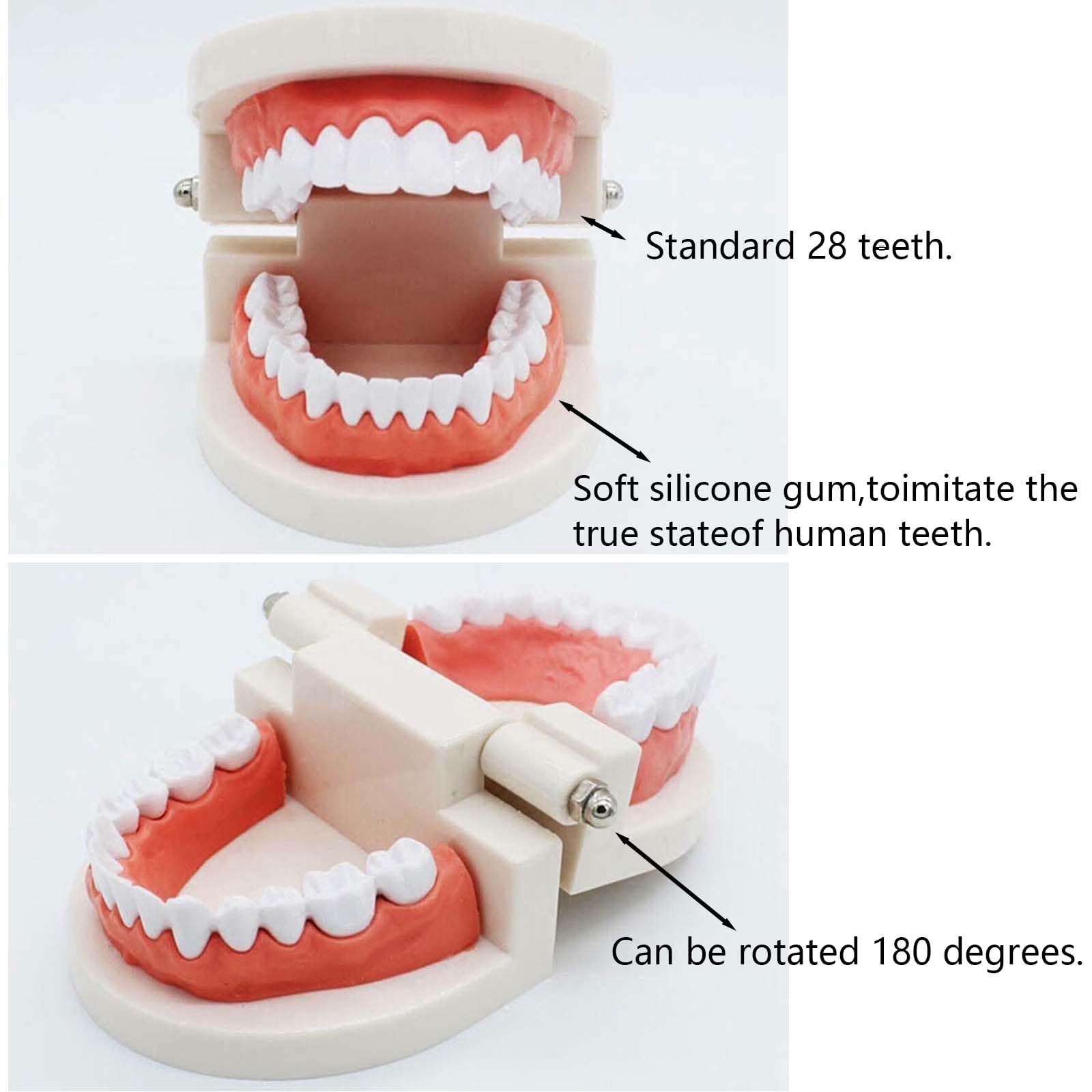 2 sztuki modeli do zębów z 2 sztukami szczoteczek do zębów, model do zębów dla dzieci, model do pielęgnacji zębów dla dzieci w klinikach dentystycznych lub przedszkolach