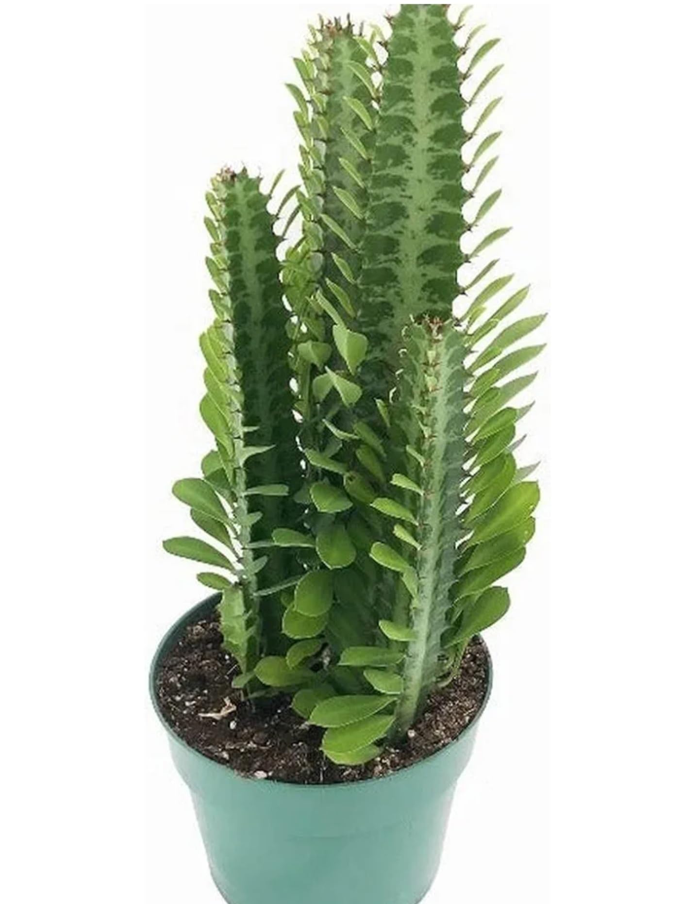 Milk‐tree♡ Live And Healthy Euphoria Trigona Rubra-African Milk Tree