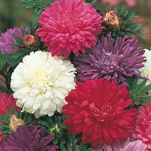 M-Tech Gardens Rare Aster" Queen of the Market Mixed" Hybrid 30 Seeds Pack (Wonderful mid-summer display)-image-27