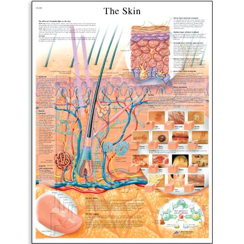 3B Scientific VR1283UU Glossy Paper The Skin Anatomical Chart, Poster Size 20