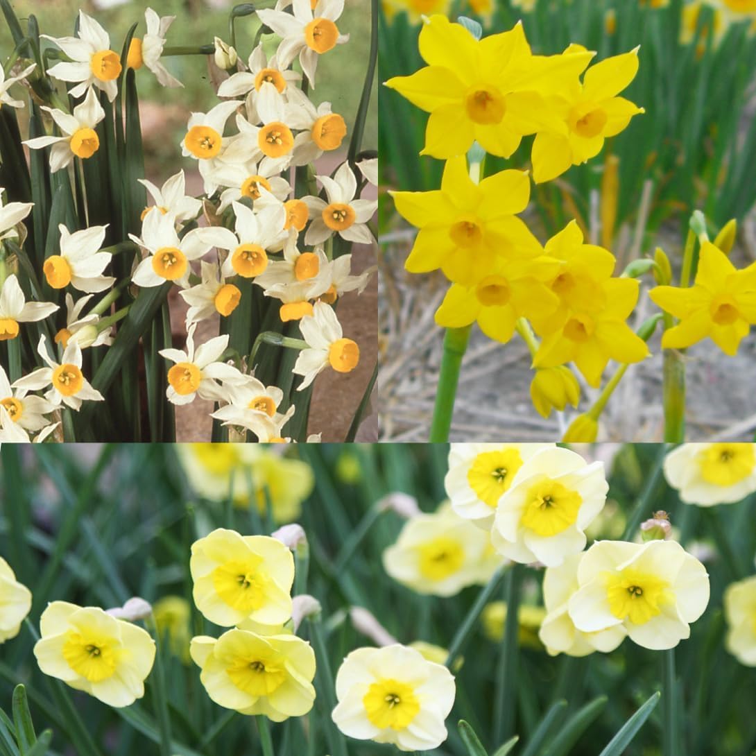 Amazon.co.jp: スイセン 球根 芳香水仙 遅咲かわいい水仙セット 3種15