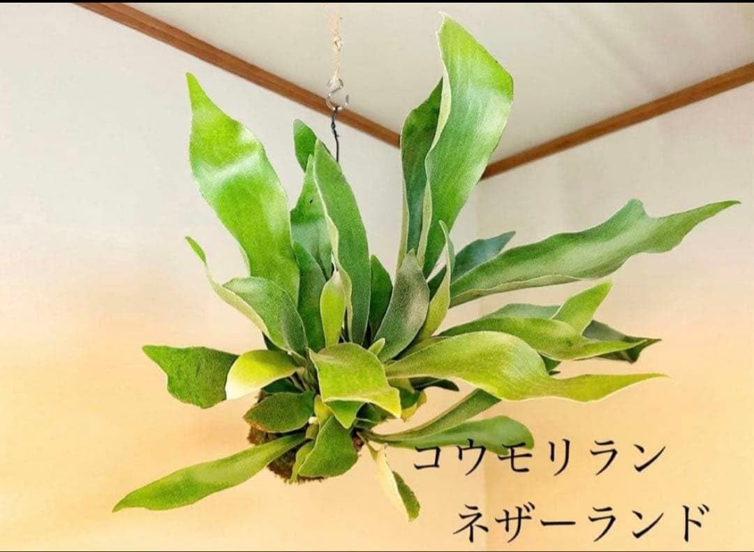 Amazon｜コウモリラン ネザーランドの苔玉ハンギング最優良株