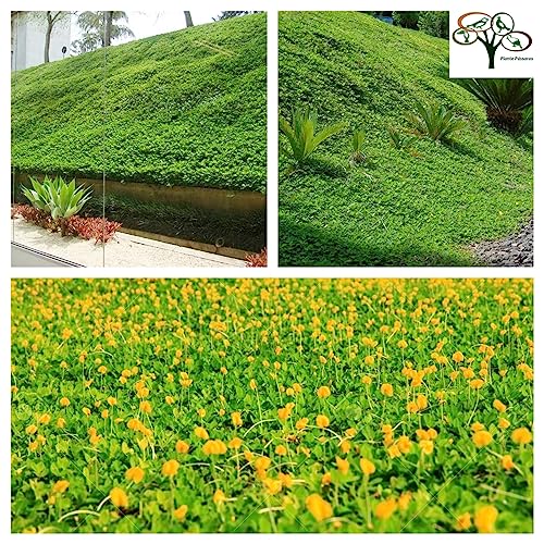 300 Sementes Grama Amendoim Forrageiro (arachis Pintoi)