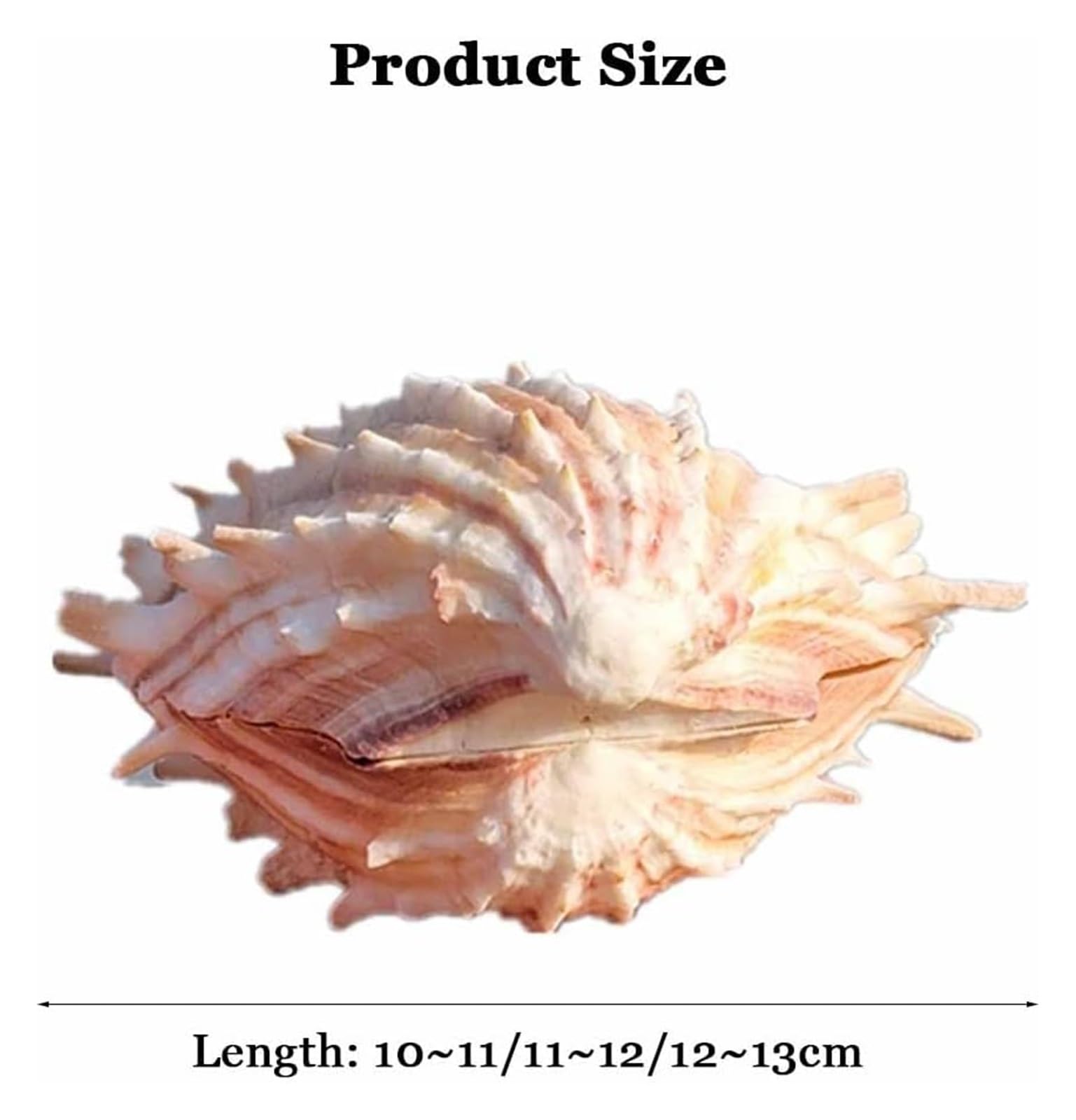Caracolas Naturales， 10-13 cm for decoración del hogar, Manualidades de Bricolaje(11~12cm)