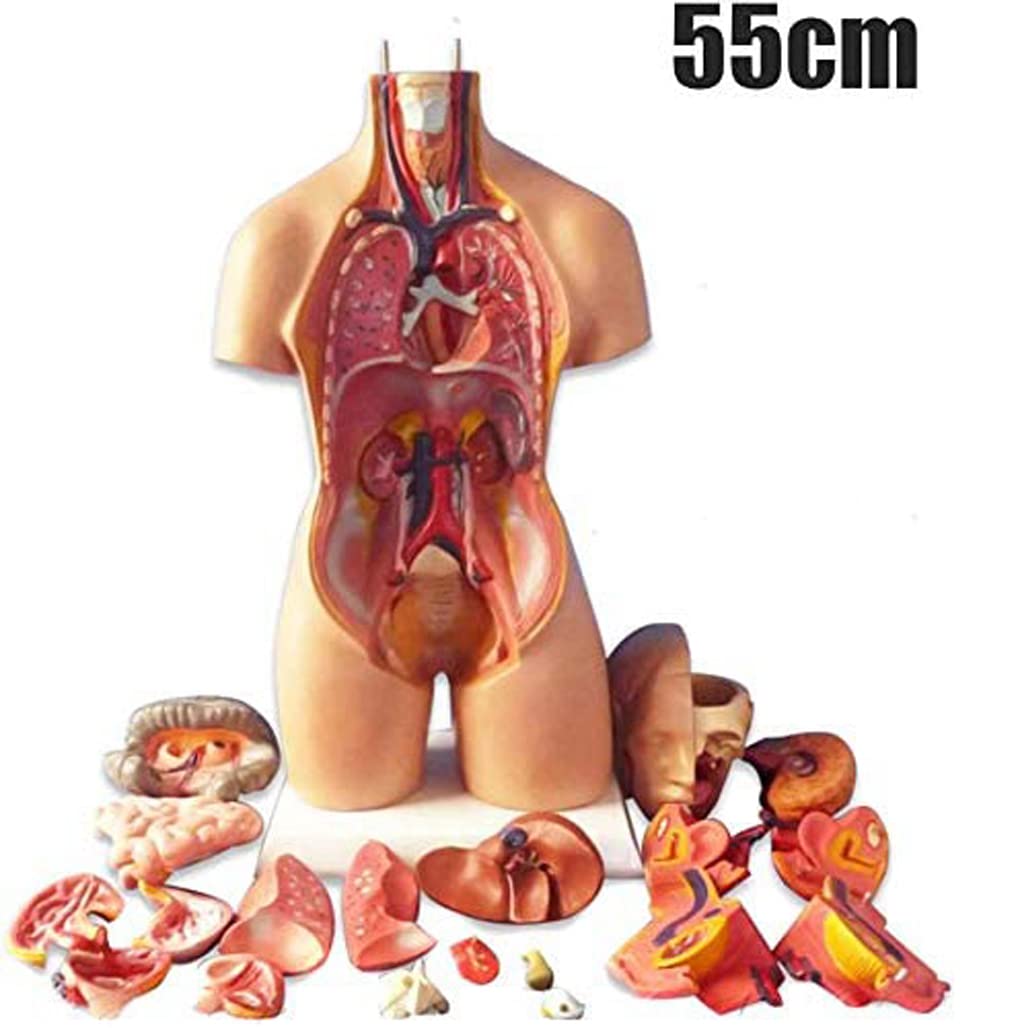 Modelo Torso anatomía Humana 55 cm, Modelo ensamblaje anatómico 4D órganos Humanos para enseñanza, educación, Escuela, Modelo anatomía Humana extraíble 19 Piezas, Modelo órgano Torso anatómico, Mod