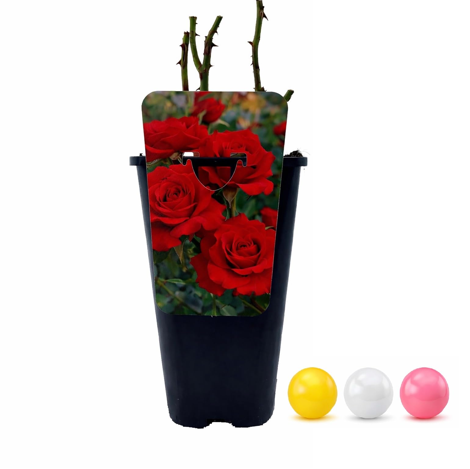 2x Rosier à fleurs groupées 'Herzogin Christiana' – Kordes Parfuma roos Plant-o-fix-pot | Rosier parfumé, fleurs blanches & roses, parfait massif & terrasse