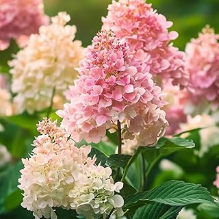 Hydrangea Tree Plants Live in Pot, 5-11" in Tall, Change Color Perennial Planting Indoor Outdoor, Long Lasting Blooms Flower (White and Pink)