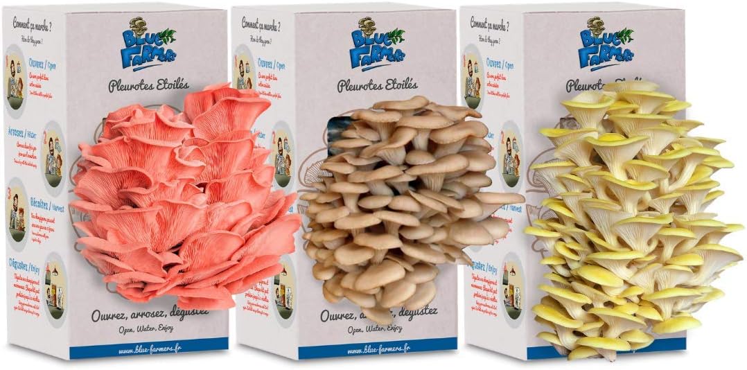 Mushroom Growing Kit - Blue Farmers - Grows in 10 Days - Grey, Pink and Yellow Oyster Mushrooms Grown on Coffee Grounds - Ready to Grow Mushrooms - Family Size for 3-4 People (3-Pack)