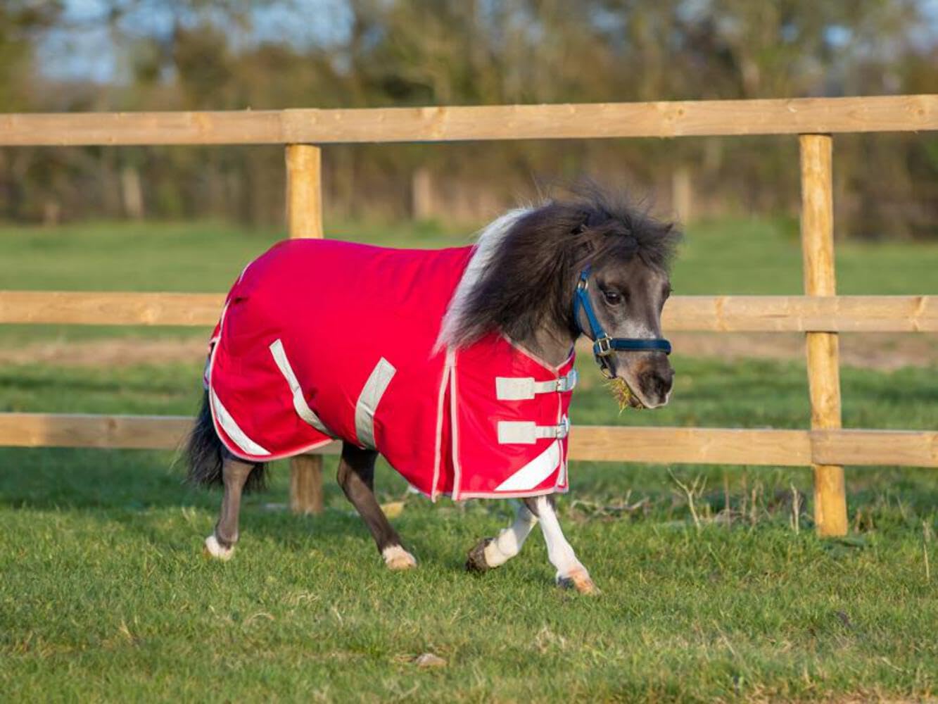 Swish Equestrian MINI 200g Turnout Rug - Red