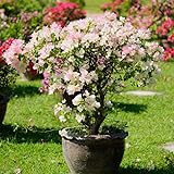 Large Bougainvillea Plant, Pink White Bougainvillea Vine Plant, Live Bougainvillea Tree, Spring Flowers Plant 3 Gallon 1 to 2 Feet Tall for Gardening