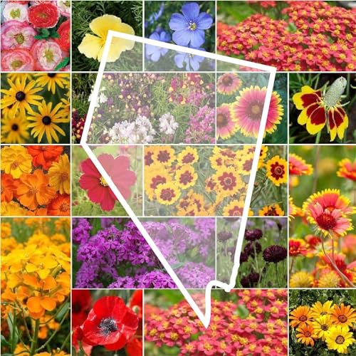 Eden Brothers Nevada Wildflower Mixed Seeds for Planting, 1 oz, 30,000+ Seeds with Yarrow, Cosmos | Attracts Pollinators, Plant in Spring or Fall, Zones