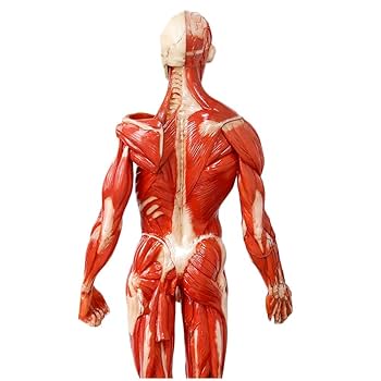 Human Anatomy for Artists　人間の解剖学 アーティストのための美術解剖学 | ヴァレリー・L・ウィンスロゥ