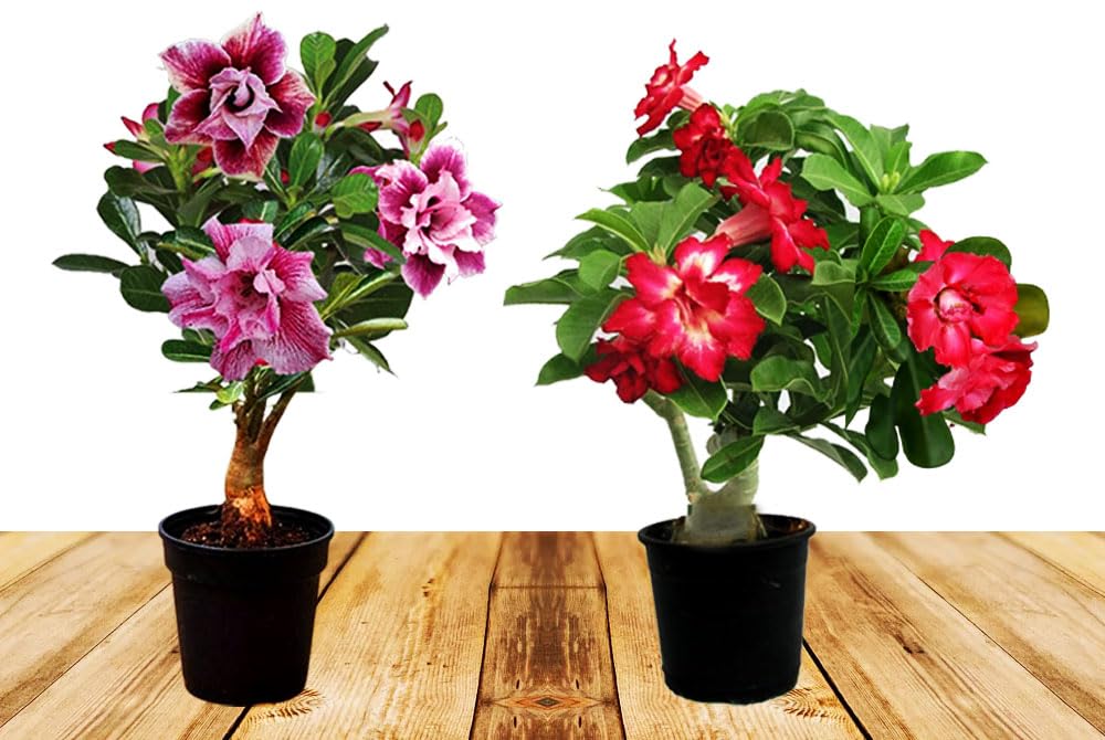 Adenium plant grafted different colour PACK OF 2 - (RED & RED PINK) Beutiful Flower For Your Garden (B0CQH8HS6H) Amazon Price History, Amazon Price Tracker