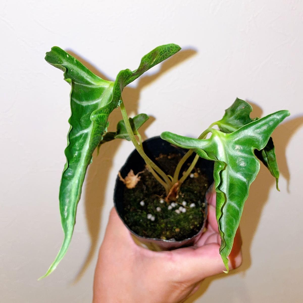 アッキページ　ポトシナ　ミクステカナ　ベイレイ抜き苗 アッキページ ポトシナ ミクステカナ ベイレイ抜き苗 アッキページ