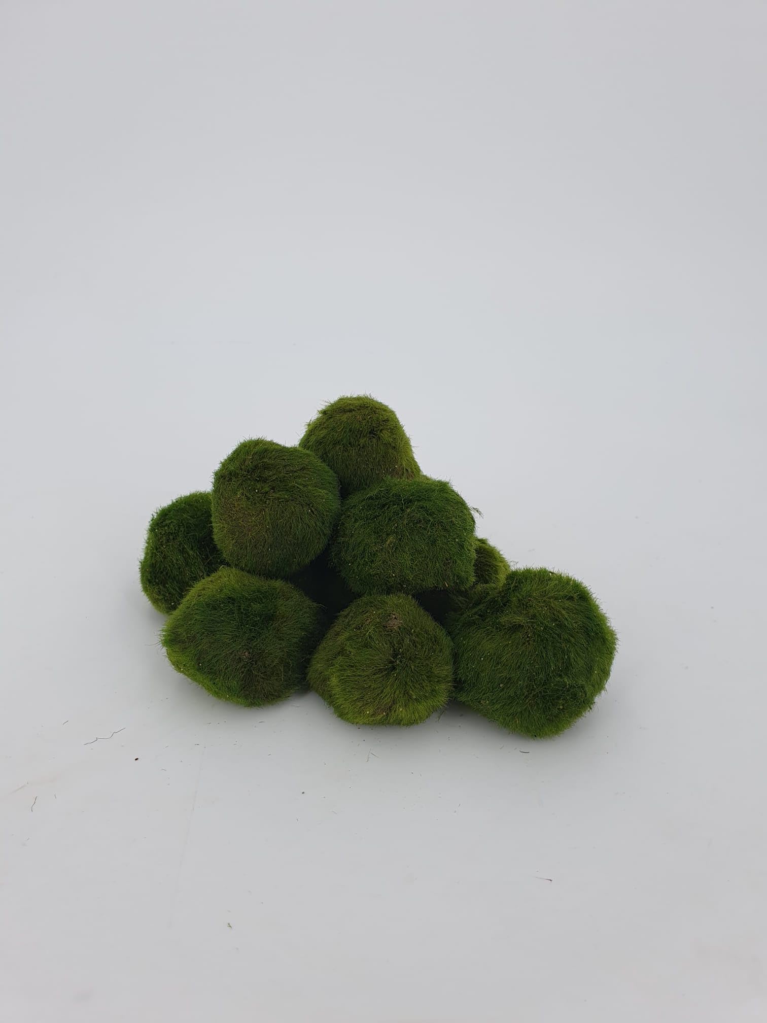 Arts 10 kul mchu Marimo 2,5 cm kule mchu