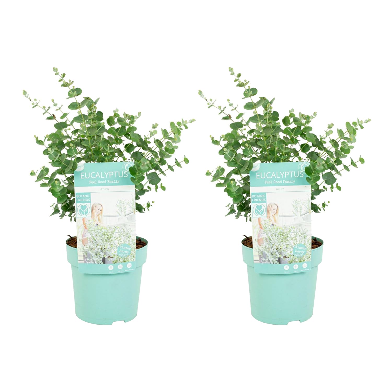 Bloomique - 2er-Set - Eukalyptus Gunii Azura - Eukalyptus Pflanze - Winterharte Balkonpflanzen - Gartenpflanzen Winterhart - Höhe 25-45 cm - Topf 15 cm