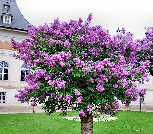 35+ Seeds- Exotic Purple Lilac Bush Seeds For Home Garden- Grow In
