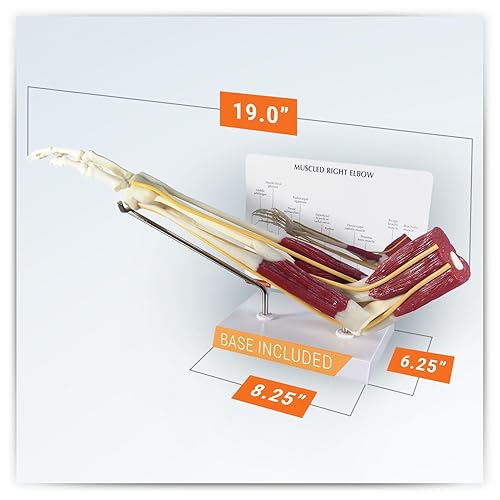 Miniatura 5 de GPI Anatomicals - Modelo de codo musculoso, modelo de codo derecho con músculos para la educación en anatomía y fisiología humana, modelo de