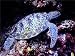Nonebranded Puzzle da 500 Pezzi per Adulti Fai-da-Te Fotografia Subacquea della Tartaruga di Mare Marrone Puzzle per Regalo di Natale Amico di Bambini