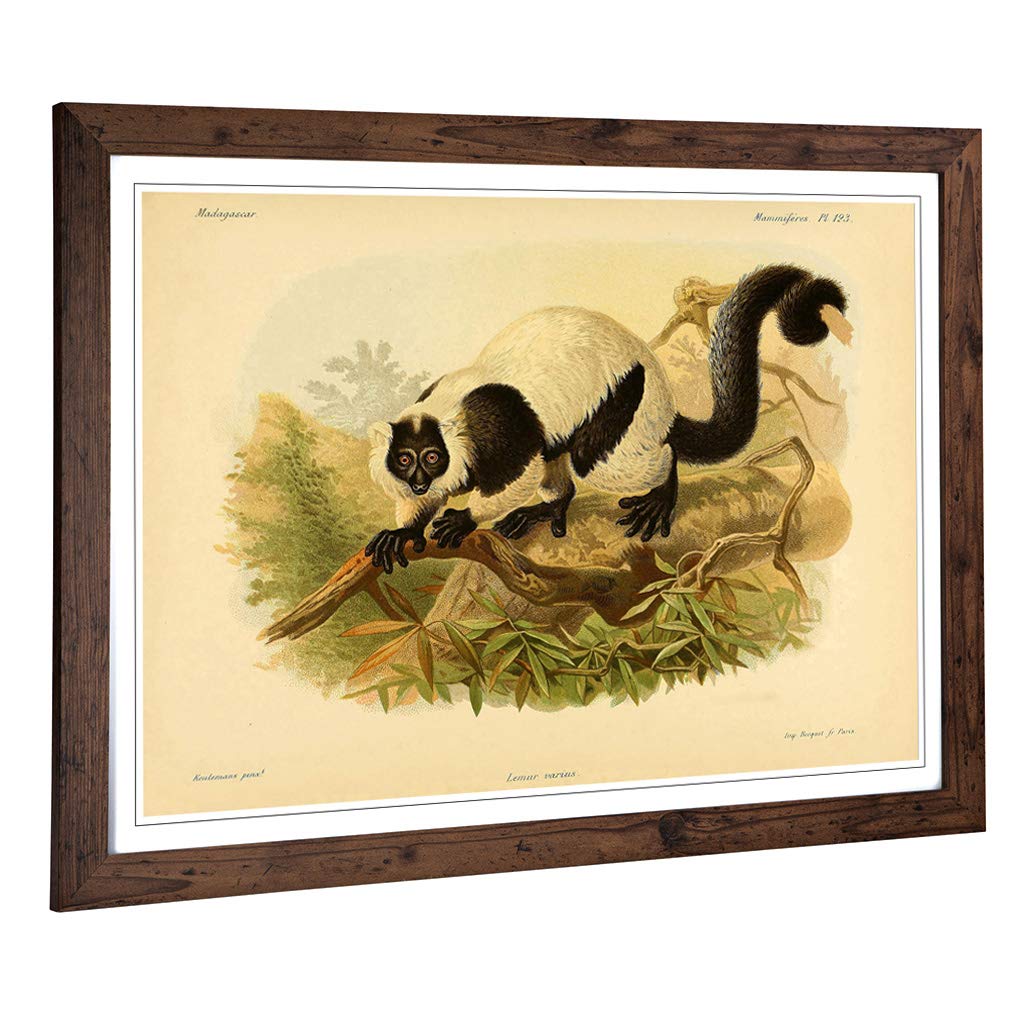 Big Box Art Framed Print of Vintage J.G. Keulemans Black & White Ruffed Lemur Design | Wall Art Picture| Home Decor for Kitchen, Living Room, Bedroom, Hallway, Walnut, A2 / 24.5x18 Inch / 62x45cm