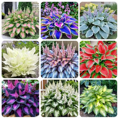 325+ USA PERMIUM Hosta Seeds for Planting Outdoor-Rare Flowers Garden Open Pollinated Non-GMO Heirloom