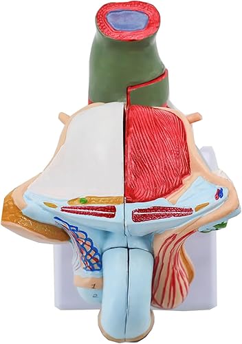 Miniatura 6 de Modelo de órgano genital masculino, modelo de anatomía del sistema reproductivo masculino, Modelo de anatomía humana de PVC, Modelos de órganos