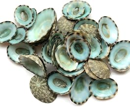 Green Limpets Seashells, 25PC Size 0.50-1.25"- Bulk Green Limpet Craft Seashells, Beach Decor Seashells, Small Seashells, Crafting Supplies, Decorative Accents