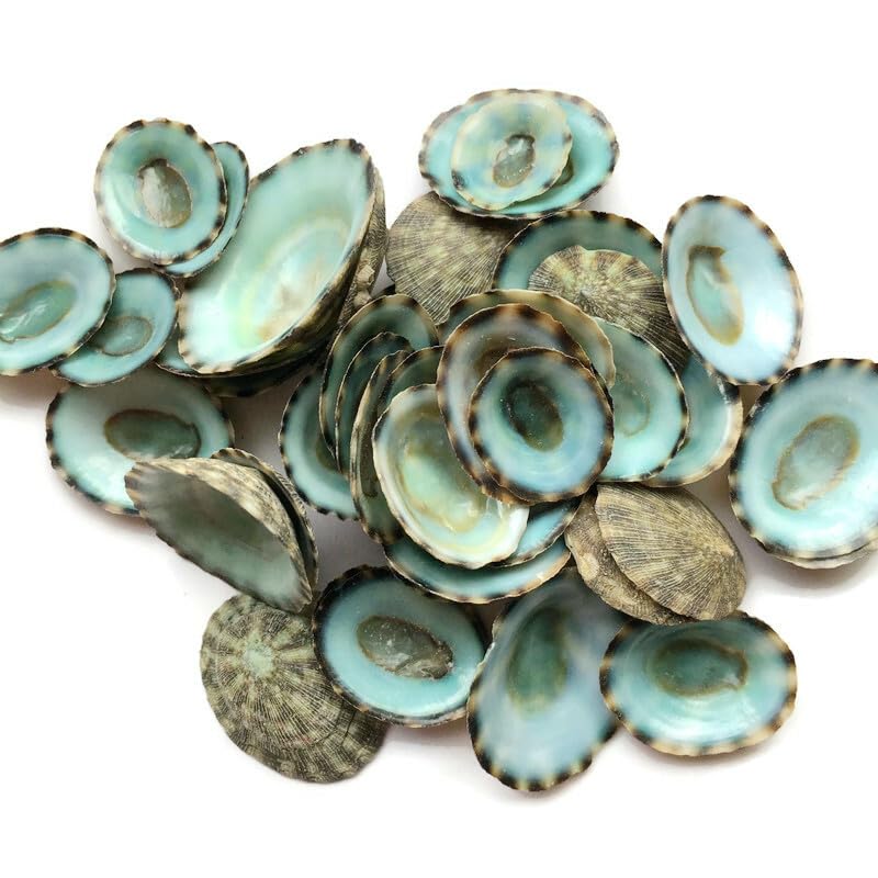 Green Limpets Seashells, 25PC Size 0.50-1.25