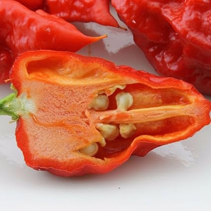 VibeX Organic Carolina Reaper Chilli Pepper Seeds-300 Seeds