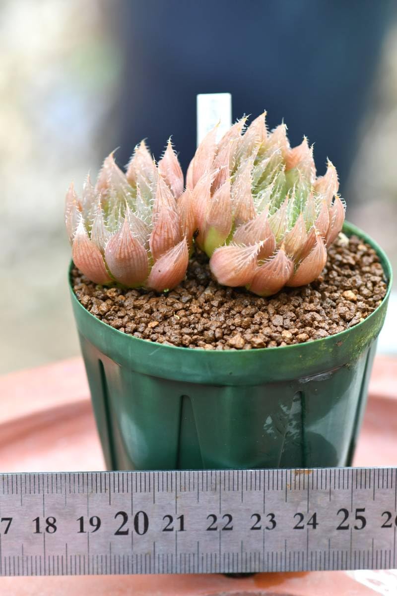 Amazon.co.jp: 第四種可 多肉植物 ③ ハオルチア 青雲の舞 1鉢