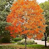 50Pcs Sugar Maple Tree Seeds Deciduous Acer Saccharum Rock Maple Seeds for Garden Outdoor by QAUZUY GARDEN