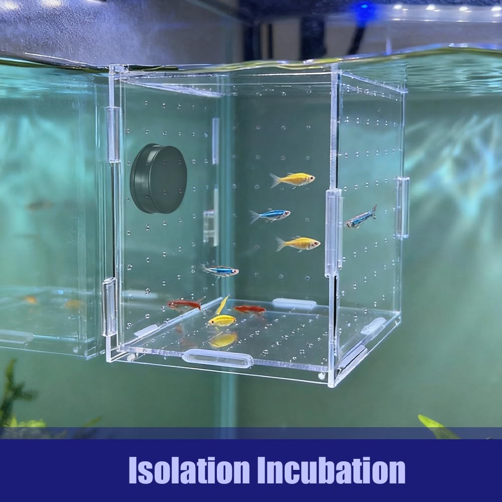 Caja de cría de peces, contenedor acrílico de aislamiento de peces, incubadora de acuarios con fijación magnética para peces y camarones