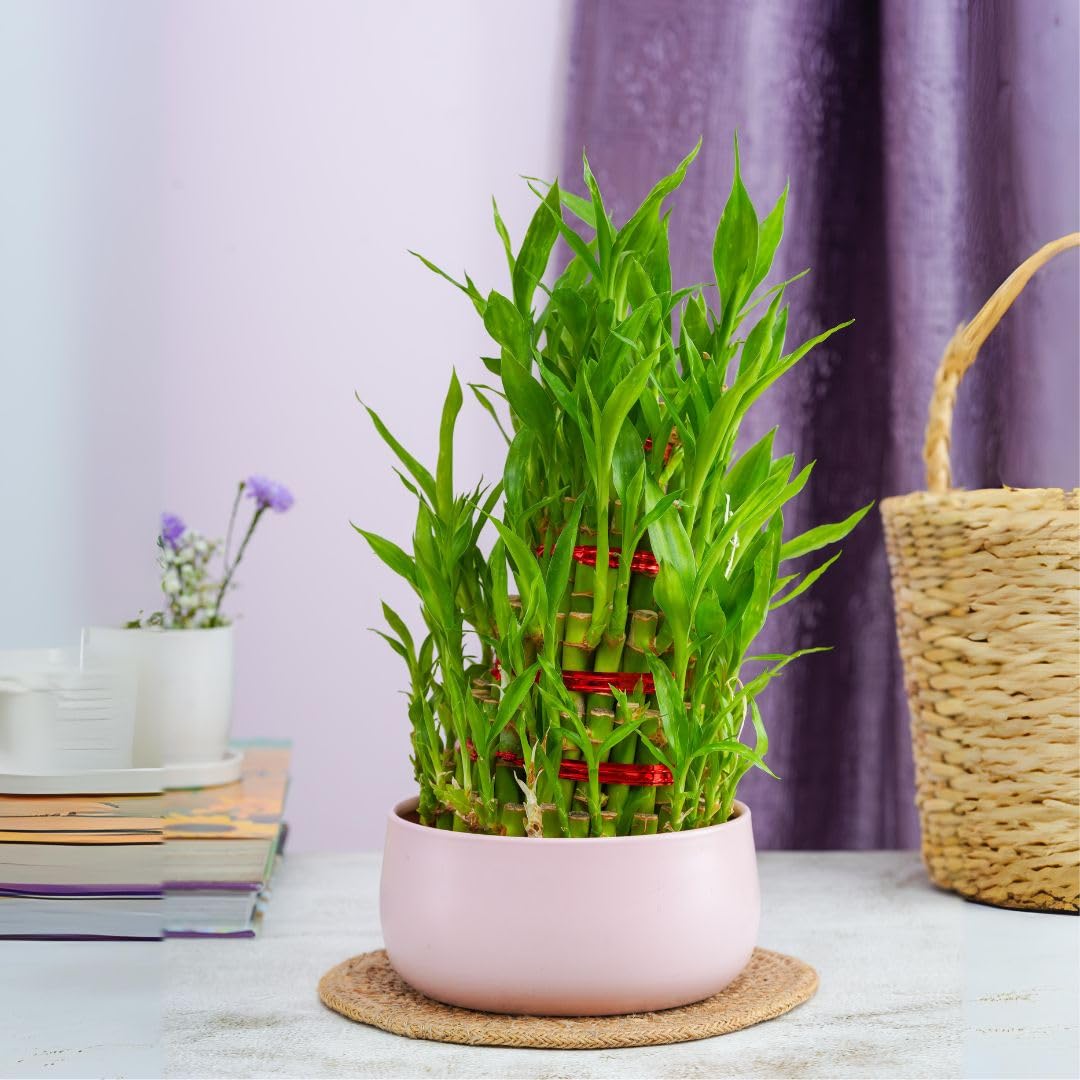 Floral Boutique 5 layer Lucky Bamboo Plant Pot with Metal Plant Pot, Indoor Plants for Living Room, Lucky Plants For Home Indoor, Stylish Pots for Indoor Plants and Décor (B0DD8V5DRK) Amazon Price History, Amazon Price Tracker
