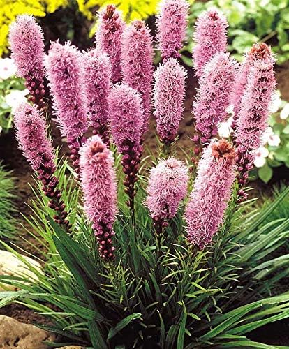 Miniatura 3 de Semillas Liatris Spikata Rosa (Estrella Ardiente)