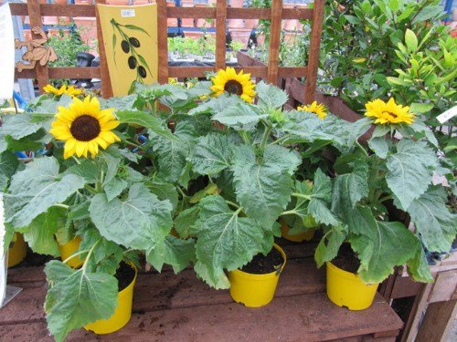 Creative Farmer Flower Seeds Dwarf Sunflower Seeds Flower Seeds For Home Garden-100 Seeds (B01LZZGOEF) Amazon Price History, Amazon Price Tracker